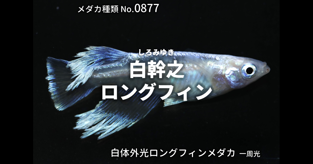 白幹之ロングフィンとは 改良メダカWEB図鑑No.0877 | メダカの品種, 白 