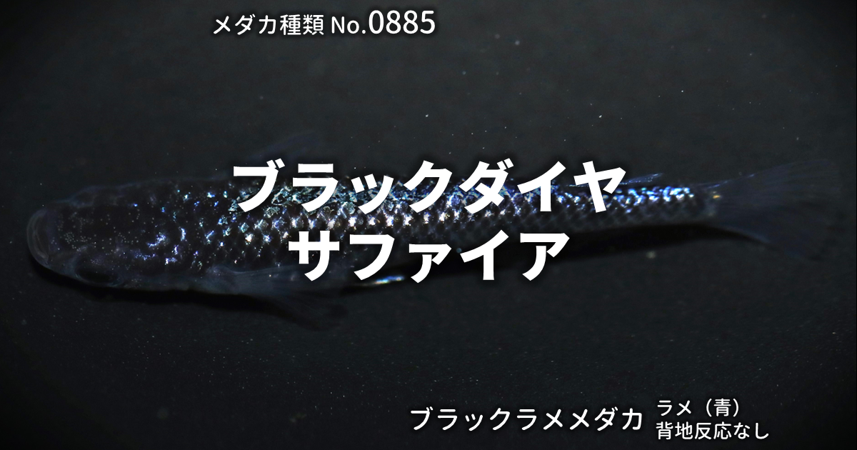 ブラックダイヤサファイアとは 改良メダカWEB図鑑No.0885 | ブラック 
