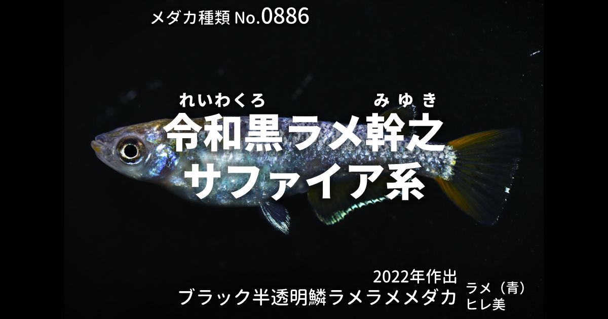 令和黒ラメ幹之サファイア系とは 改良メダカWEB図鑑No.0886 | ブラック 