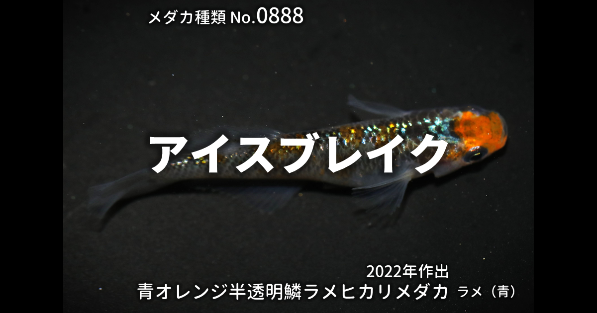 アイスブレイクとは 改良メダカWEB図鑑No.0888 | メダカの品種, 青 
