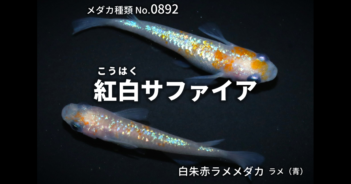 紅白サファイアとは 改良メダカWEB図鑑No.0892 | 白朱赤 | 改良メダカ 