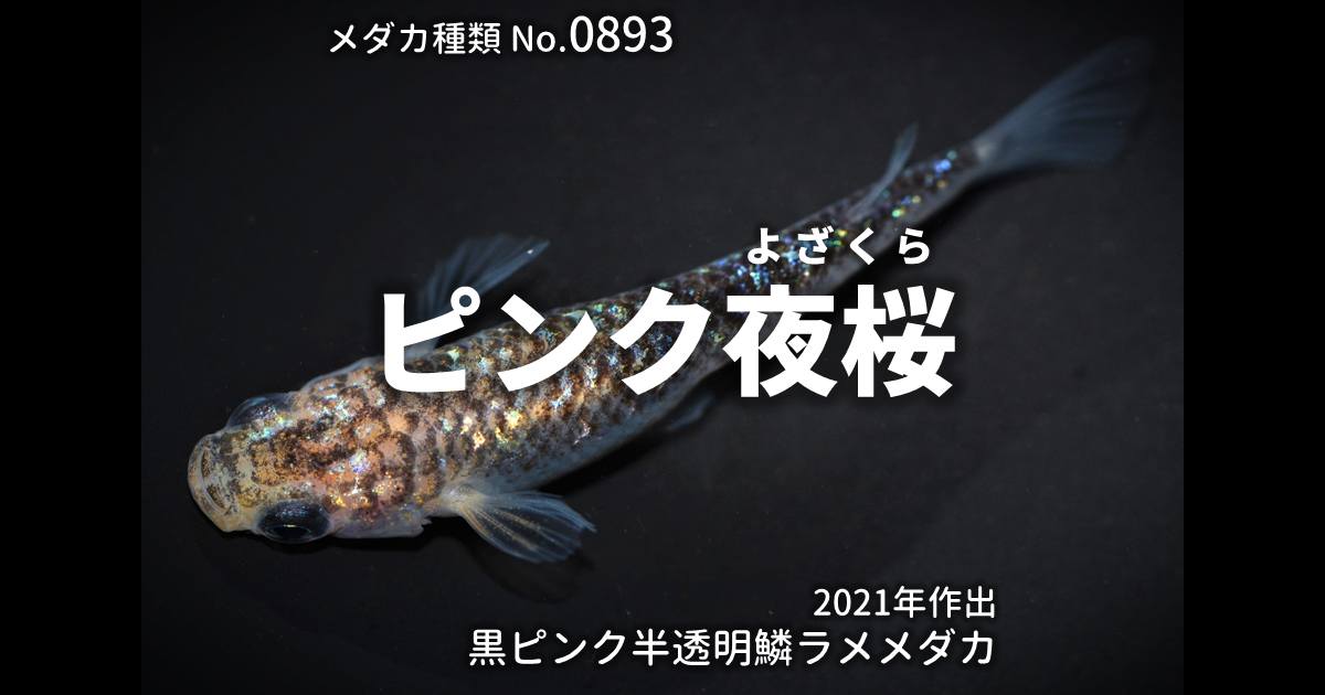 ピンク夜桜とは 改良メダカWEB図鑑No.0893 | メダカの品種, 黒ピンク 