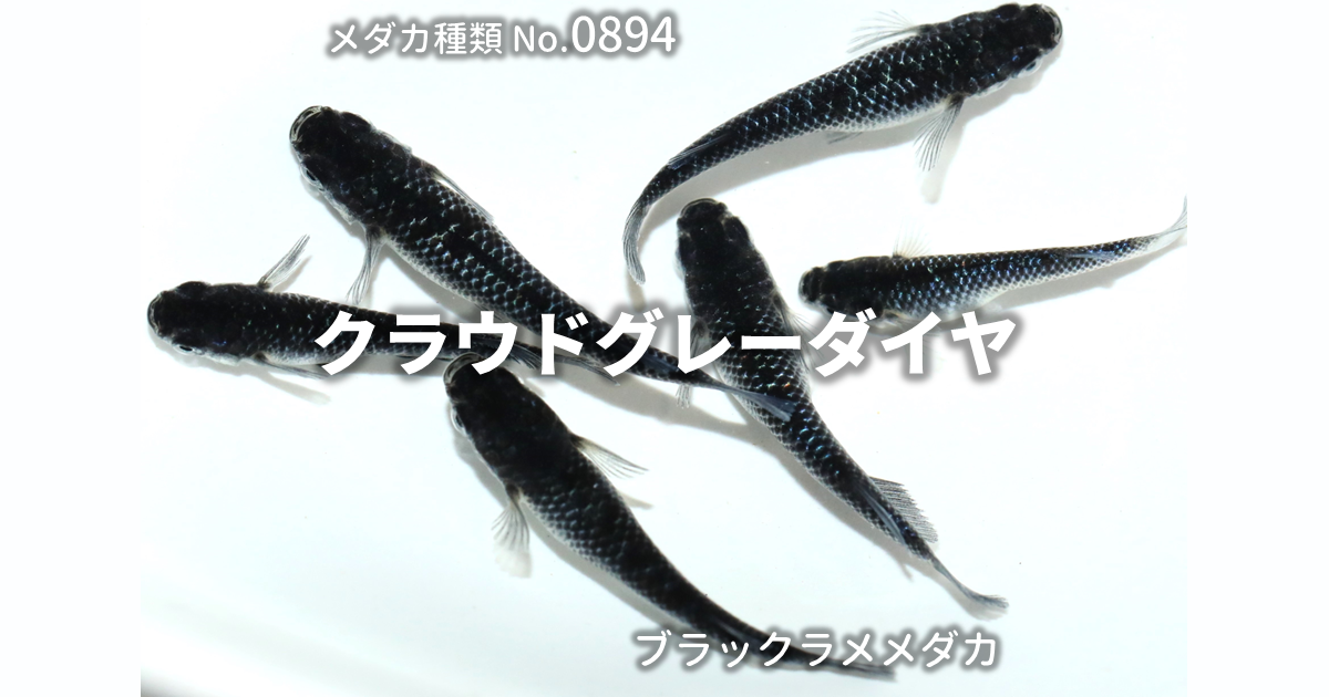 クラウドグレーダイヤとは 改良メダカWEB図鑑No.0894 | ブラック 