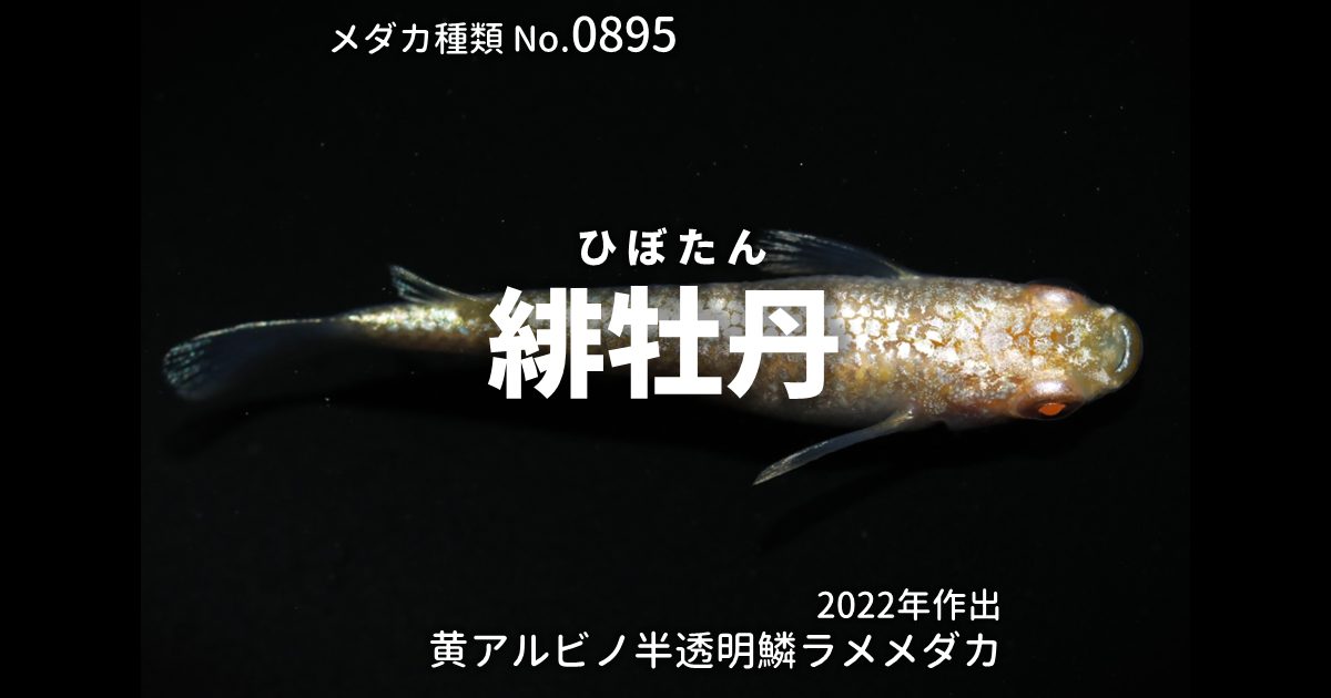 緋牡丹とは 改良メダカWEB図鑑No.0895 | メダカの品種, 黄 | 改良 