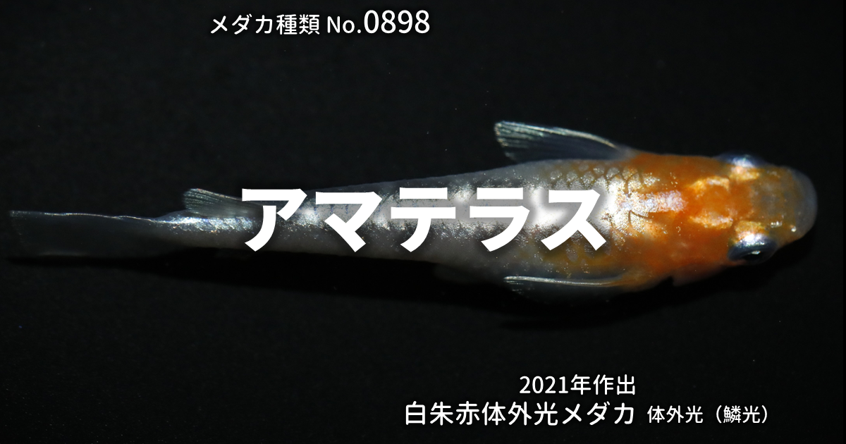 アマテラスとは 改良メダカWEB図鑑No.0898 | メダカの品種, 白朱赤 