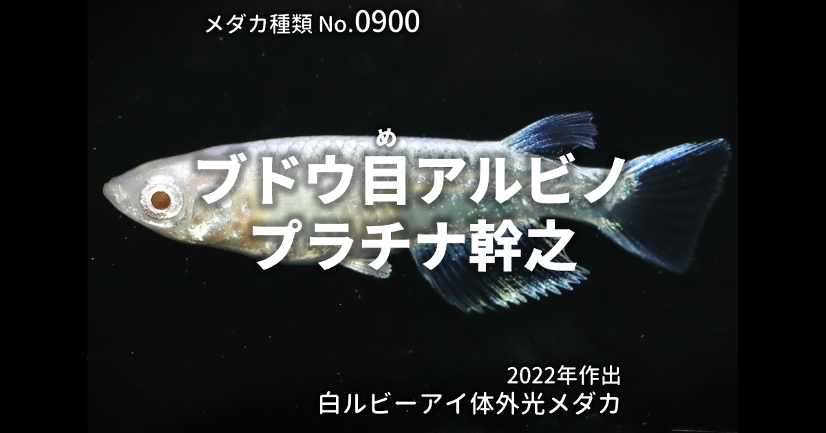 ブドウ目アルビノプラチナ幹之とは 改良メダカWEB図鑑No.0900 | メダカ 