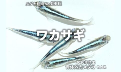 改良メダカWEB図鑑 |