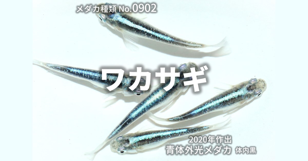 ワカサギとは 改良メダカWEB図鑑No.0902 | メダカの品種, 青 | 改良 