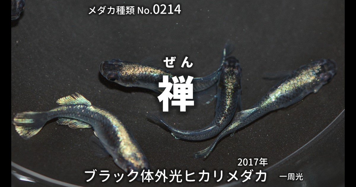 禅（ぜん）とは 改良メダカWEB図鑑No.0214 | ブラック, メダカの品種 