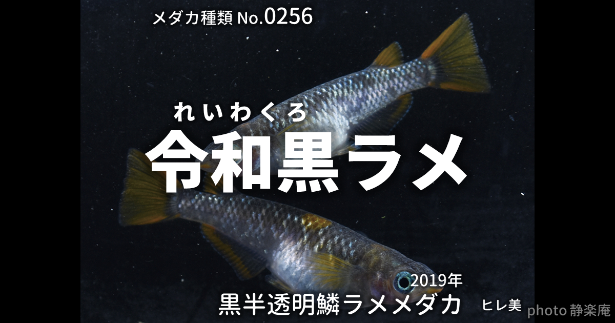令和黒ラメとは 改良メダカWEB図鑑No.0256 | ブラック, メダカの品種 