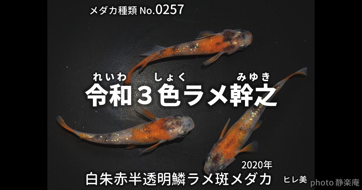 【魚楽メダカ】三色ラメ幹之めだか♂３♀４
