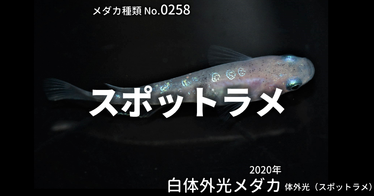 スポットラメとは 改良メダカWEB図鑑No.0258 | メダカの品種 | 改良 