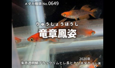 ブラックリム | 改良メダカWEB図鑑 【メダカ】✦✧朱赤ブラックリムショートボディ✧✦