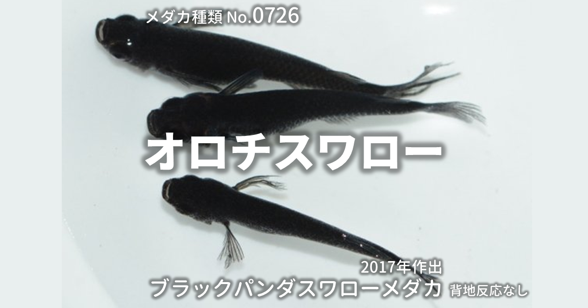 オロチスワローとは 改良メダカWEB図鑑No.0726 | ブラック, メダカの 