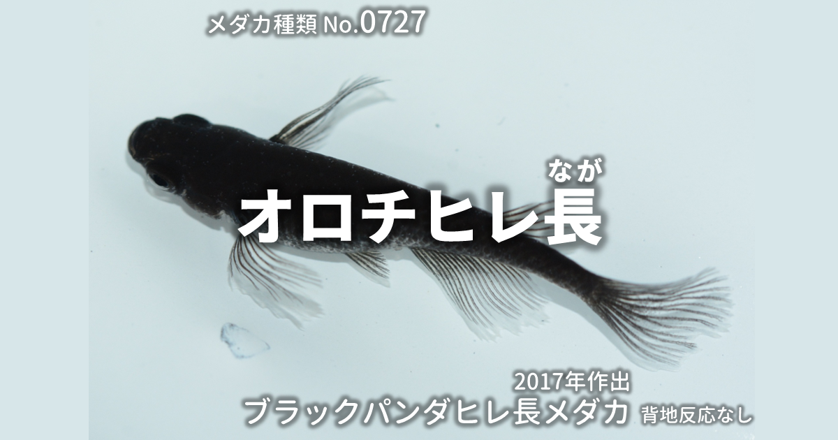 オロチヒレ長とは 改良メダカWEB図鑑No.0726 | ブラック, メダカの品種 