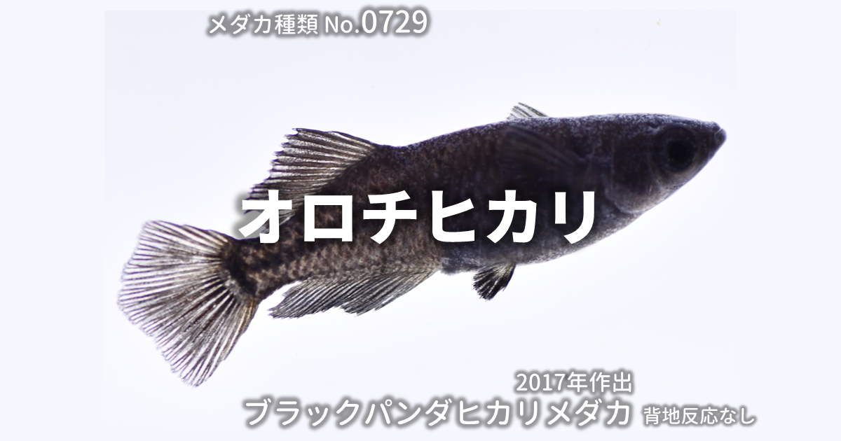 オロチヒカリとは 改良メダカWEB図鑑No.0729 | ブラック, メダカの品種 