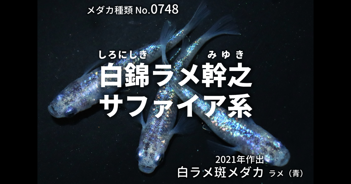 白錦ラメ幹之サファイア系とは 改良メダカWEB図鑑No.0748 | メダカの 