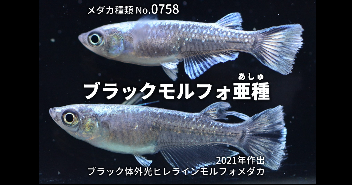 ブラックモルフォ亜種とは 改良メダカWEB図鑑No.0758 | ブラック 