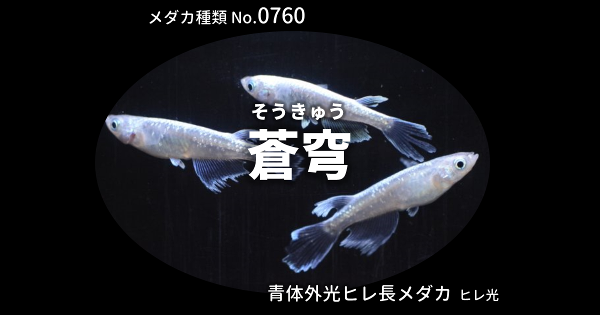 蒼穹（そうきゅう）とは 改良メダカWEB図鑑No.0760 | メダカの品種, 青 
