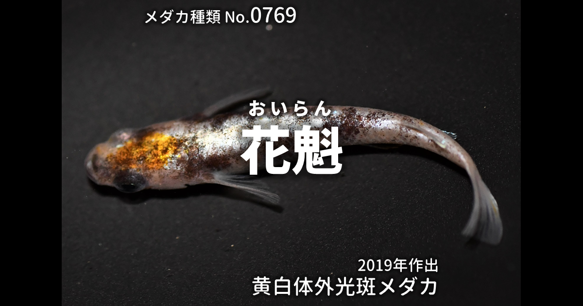 花魁（おいらん）とは 改良メダカWEB図鑑No.0769 | メダカの品種, 黄白 