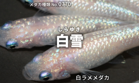 改良メダカWEB図鑑 |