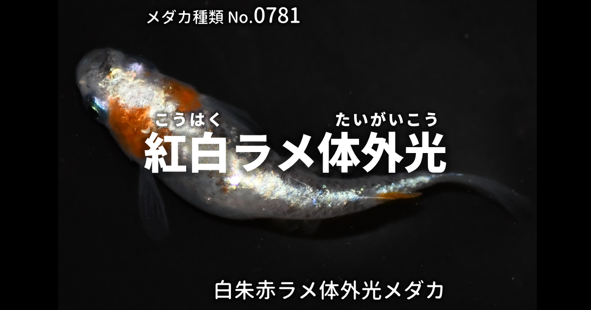 紅白ラメ体外光（白朱赤ラメ体外光）とは 改良メダカWEB図鑑No.0781