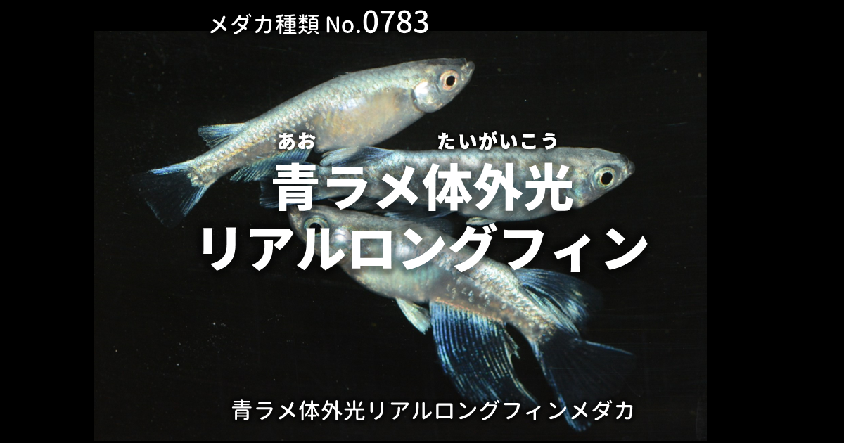 Yahoo!オークション 「三色ラメ体外光 静楽庵様血統 | lu04」めだか 