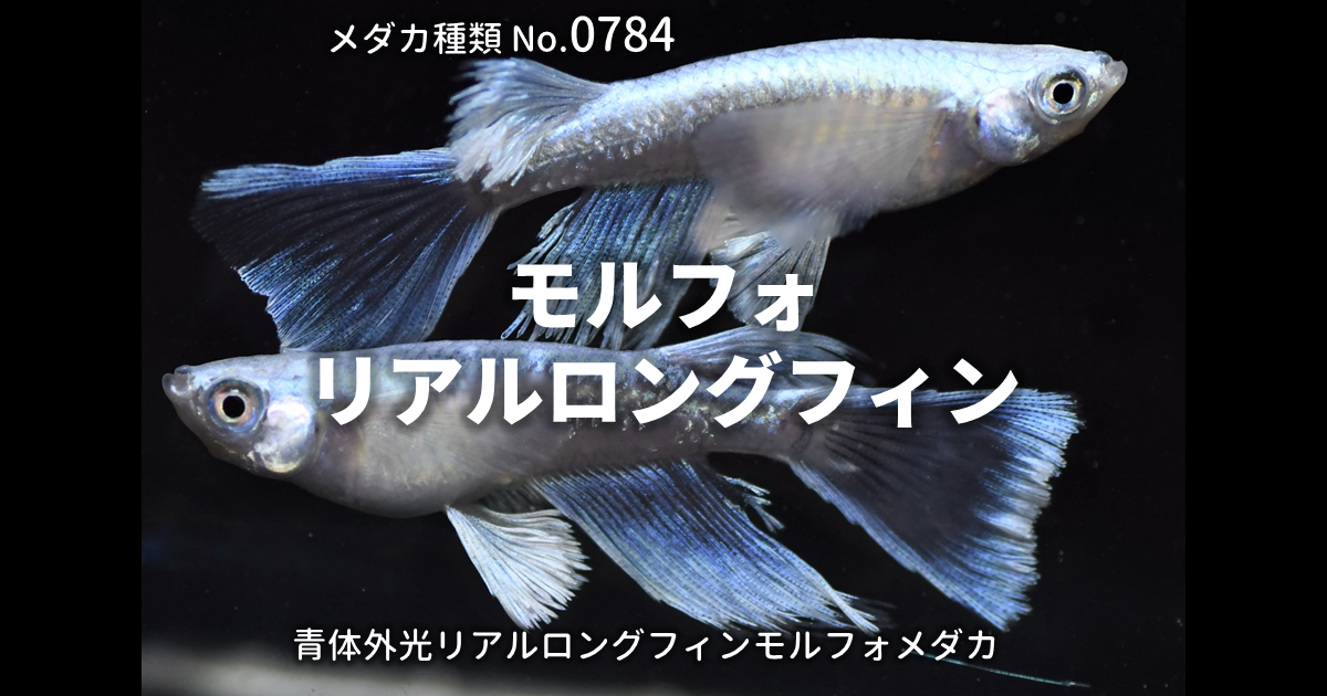 モルフォリアルロングフィンとは 改良メダカWEB図鑑No.0784 | メダカの 