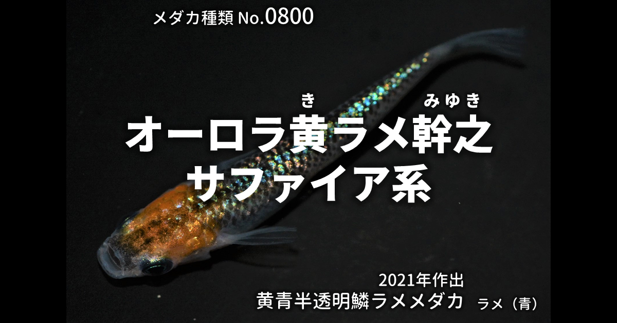 オーロラ黄ラメ幹之サファイア系とは 改良メダカWEB図鑑No.0800 