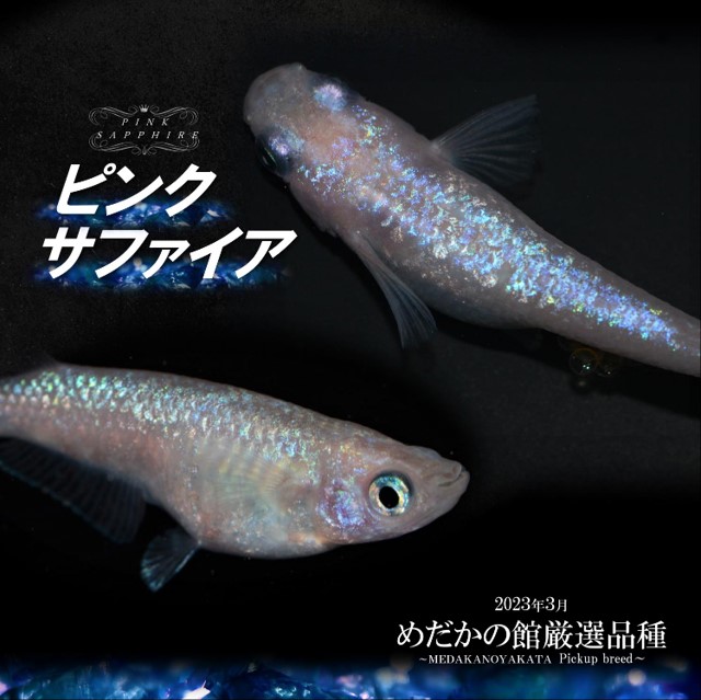 ピンクサファイア | 改良メダカWEB図鑑