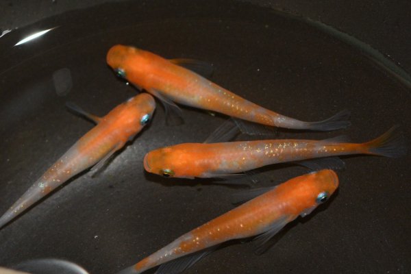 ◇◆FuRuメダカ◇◆　小町　２５匹 小町ラメとは 改良メダカWEB図鑑No.0640 | 白朱赤 | 改良メダカWEB図鑑