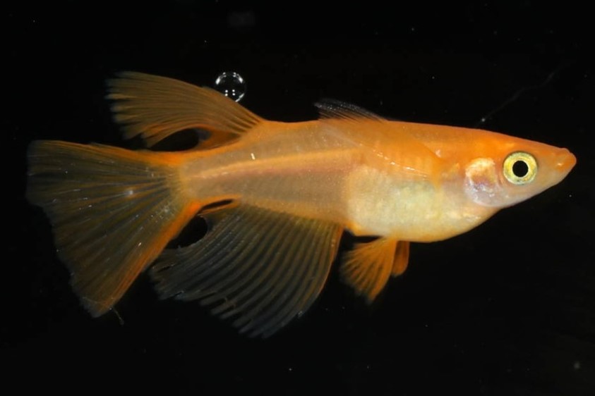 【Azuma】　◆最新品種◆　楊貴妃出目パンダダルマリアルロングフィン血統　◆　ランダム（50匹前後）　　