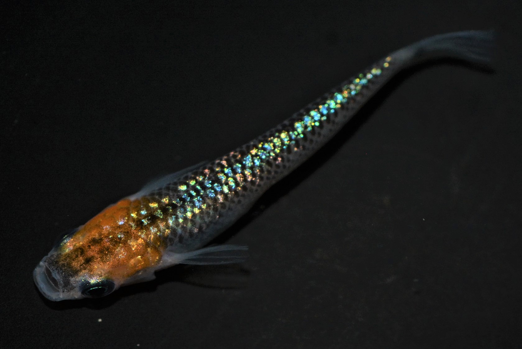 ☆　オーロラ黄ラメ体外光　雌２匹　雄１匹　　D11　☆　 オーロラ黄ラメ体外光メダカの種親！課題は、ラメの量と体外光の太さ