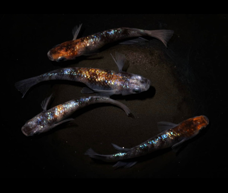 【Azuma】　◆　極ブラック幹之 ◆画像の3ペア　計6匹 Azuma ◇極上親種◇ 極ブラック幹之 ◇画像の3ペア 計