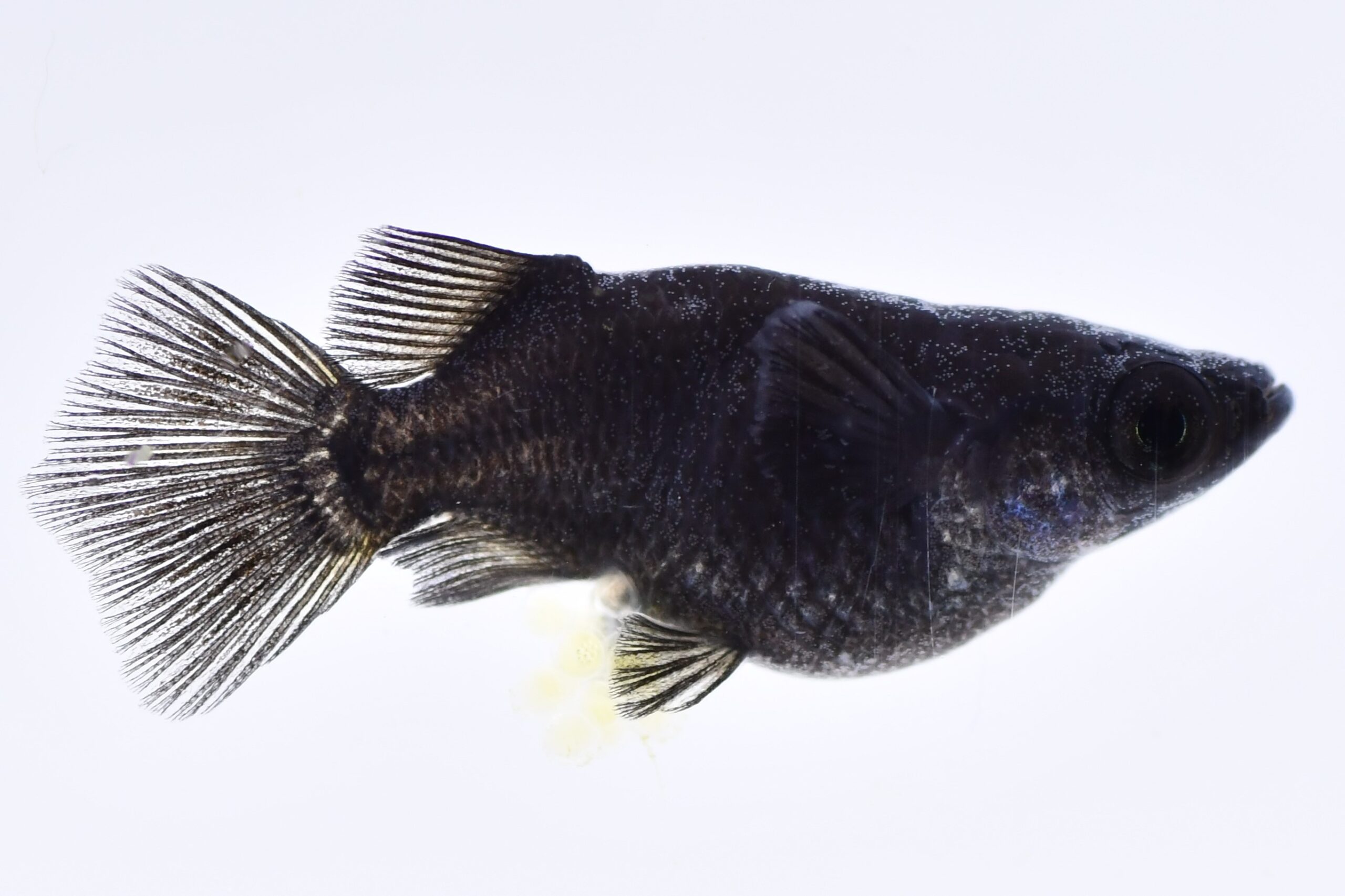 ブラックダイヤ めだか メダカ ⁄ メダカ販売 | トリオ♂1♀2 めだかの 
