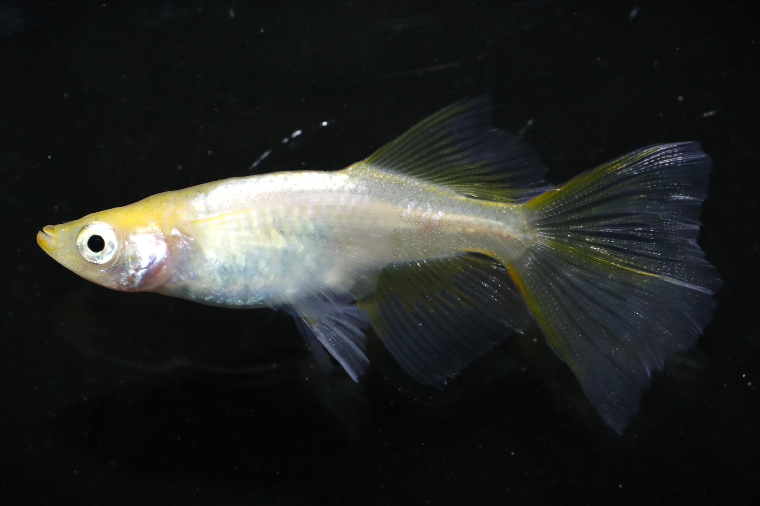 黄鱗リアルロングフィン×花魁 熱帯魚 観賞魚 アクアリウム用品 【Azuma 