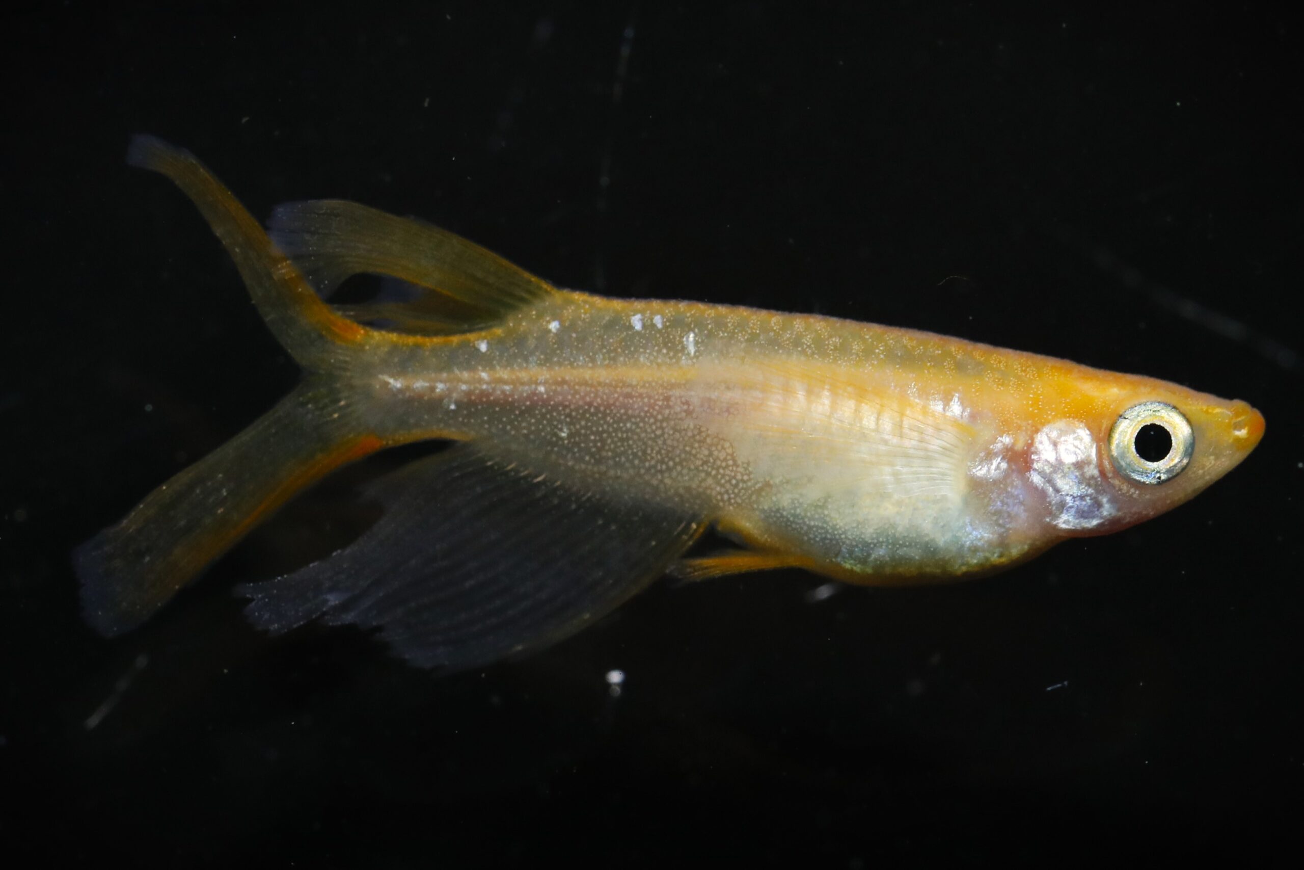 【Azuma】　◆最新品種◆　楊貴妃出目パンダダルマリアルロングフィン血統　◆　ランダム（50匹前後）　　