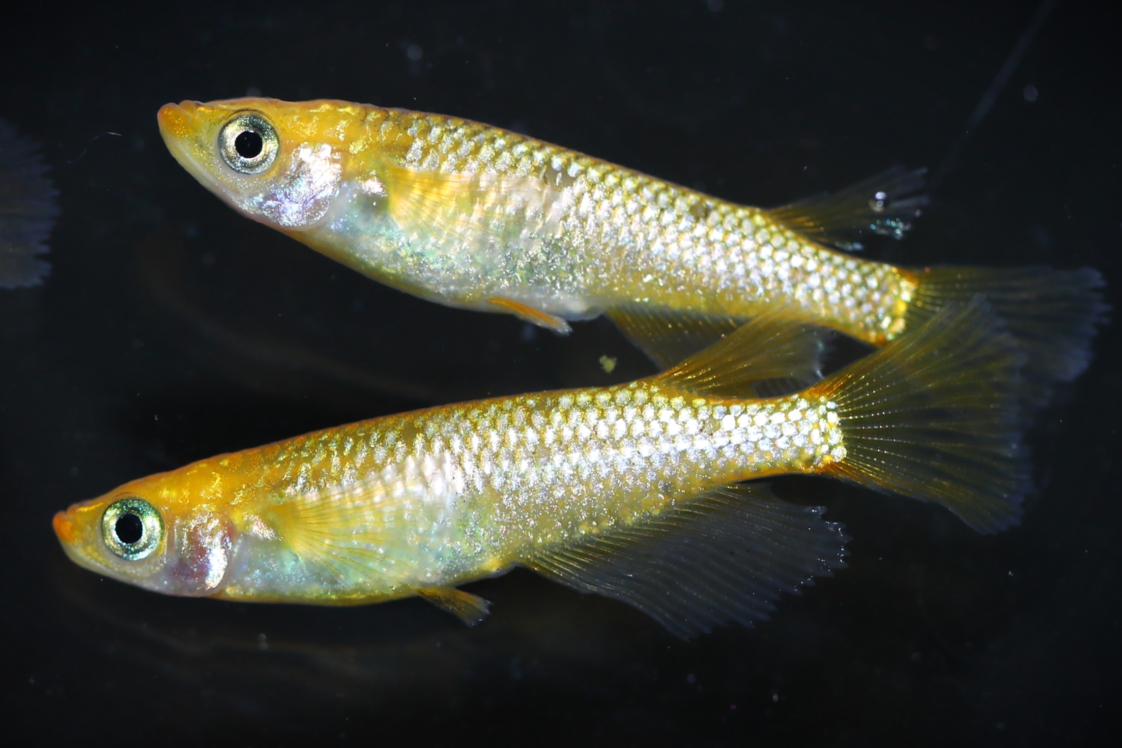 天双メダカレクリス 若魚 10匹 A107 現物個体出品 | - レクリス