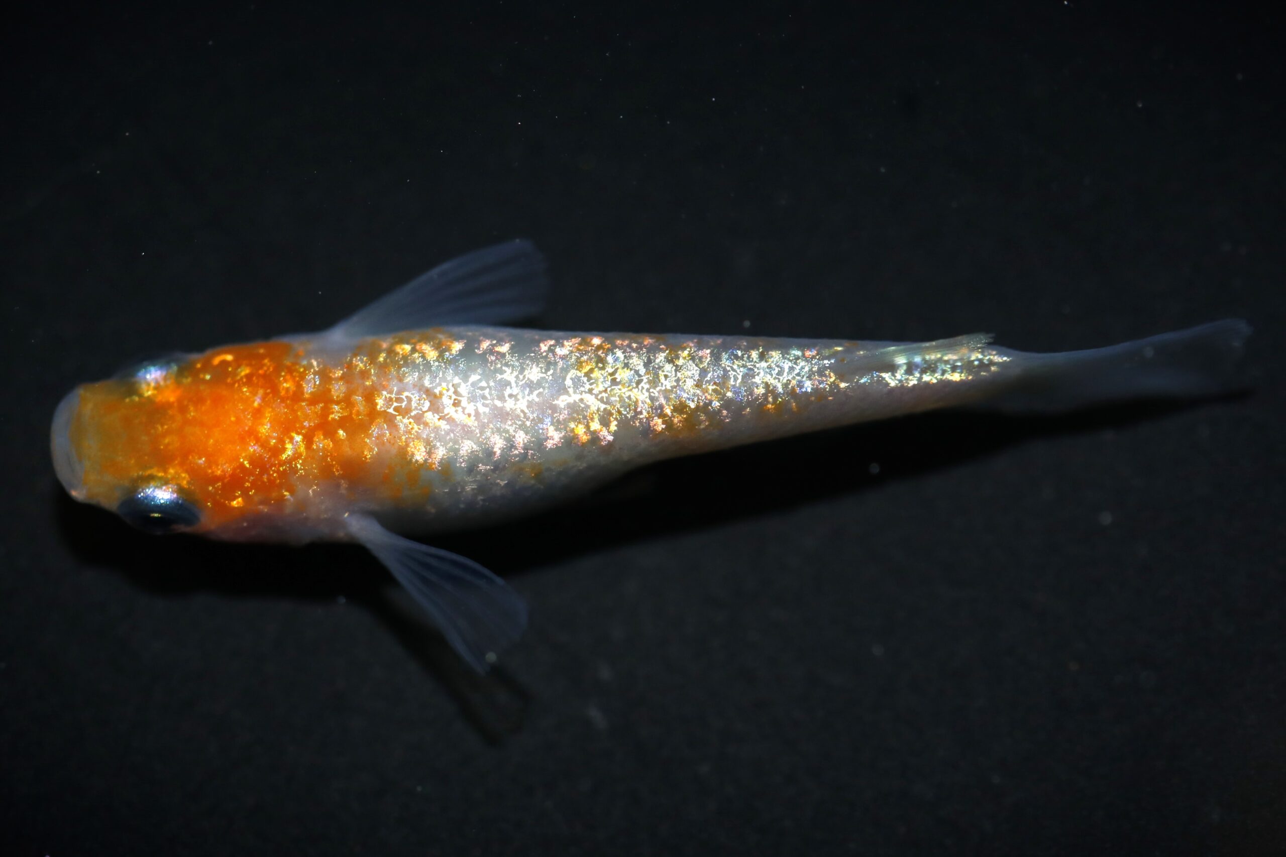 【八代海洋】 紅白ラメ　４月生まれ　雄４尾、雌４尾　画像の８尾（上物選別！）