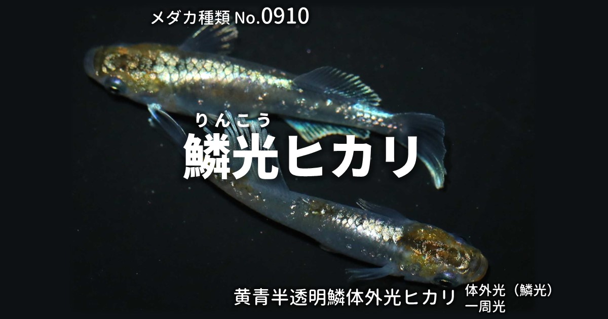 鱗光ヒカリ（りんこうひかり）とは 改良メダカWEB図鑑No.0910 | メダカ 