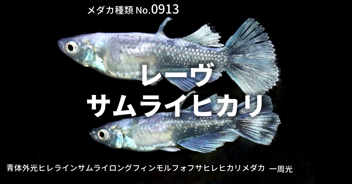 レーヴサムライヒカリとは 改良メダカWEB図鑑No.0913 | メダカの品種 