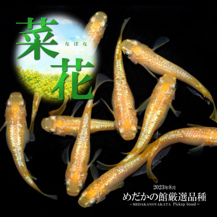 菜花 | 改良メダカWEB図鑑