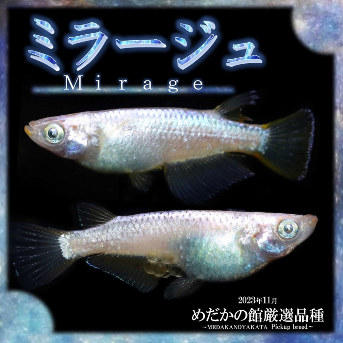 ミラージュ | 改良メダカWEB図鑑