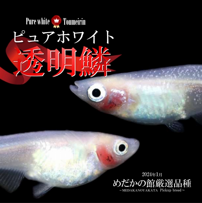 ピュアホワイト透明鱗