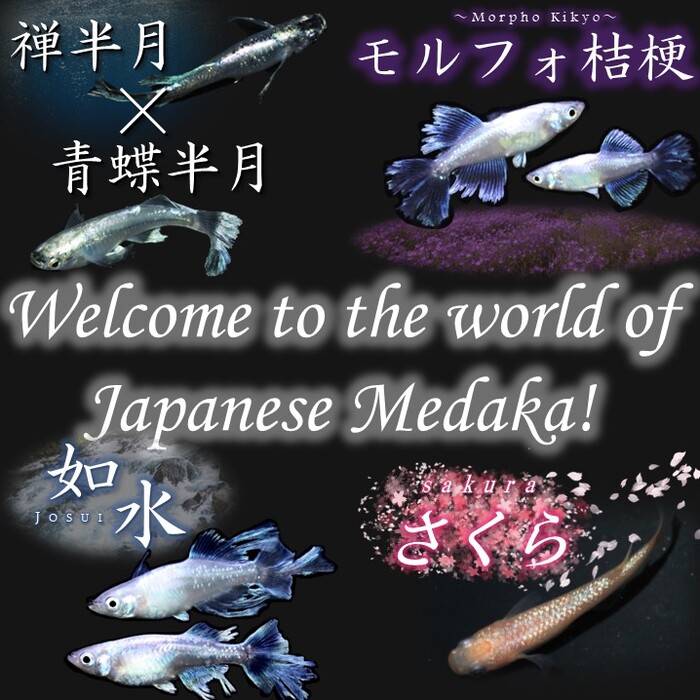 Welcome to the world of Japanese Medaka!