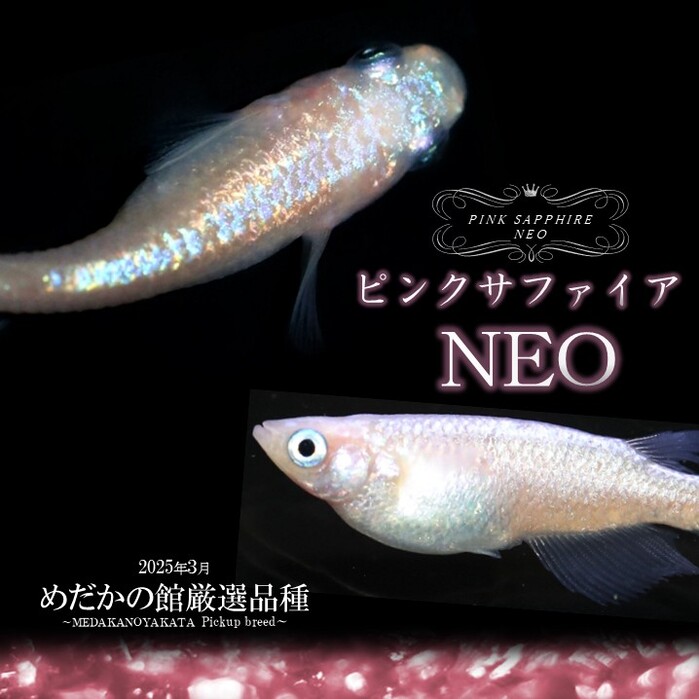 ピンクサファイアNEO | 改良メダカWEB図鑑