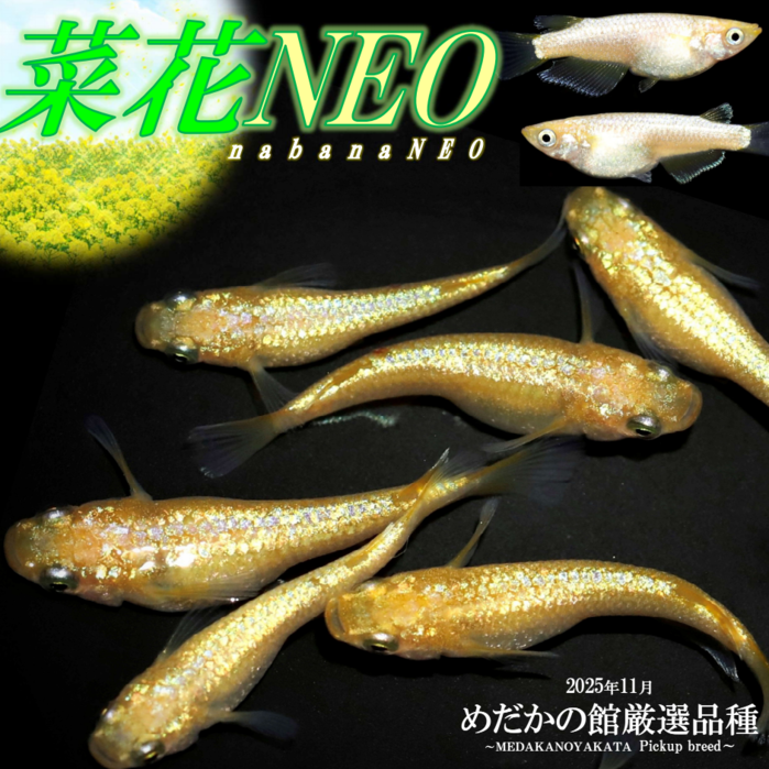 菜花NEO