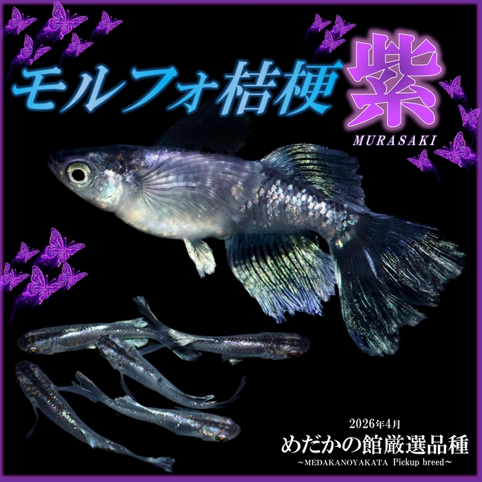 モルフォ桔梗～紫～