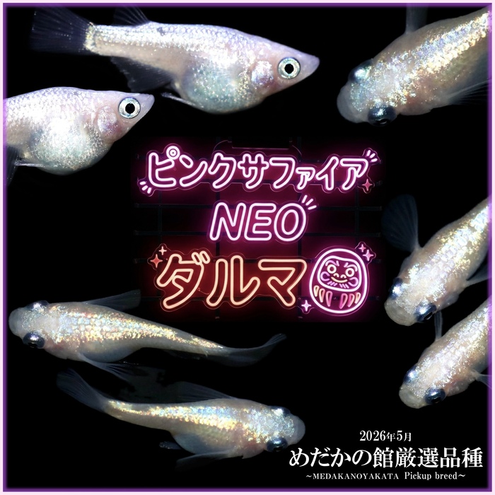 ピンクサファイアNEOダルマ