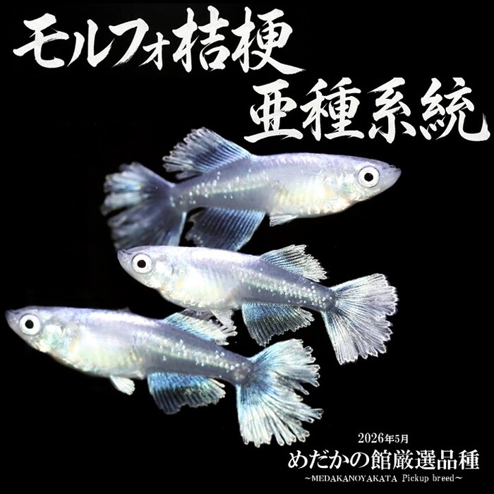 モルフォ桔梗亜種系統